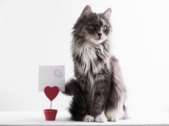 Un chat gris à poil long debout à côté d'un pot contenant un petit coeur