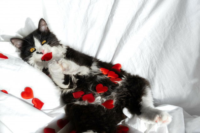 Un chat noir et blanc sur le lit avec des petits coeurs en papier