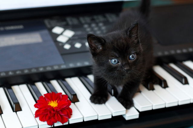 Un chaton noir aux yeux bleus debout sur un piano