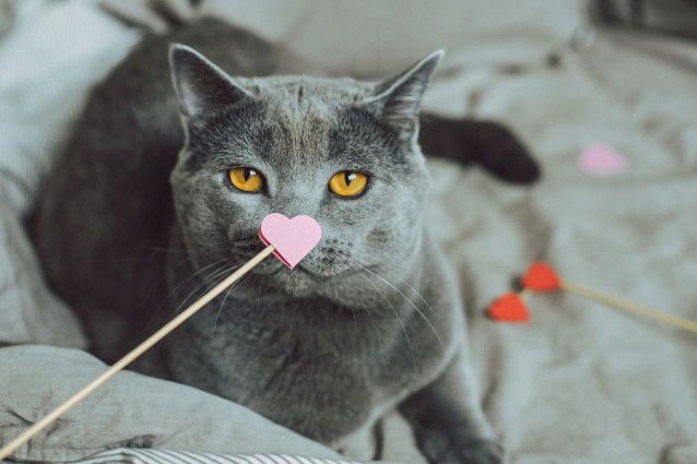 Un British Shorthair gris avec un petit coeur rose sur le nez