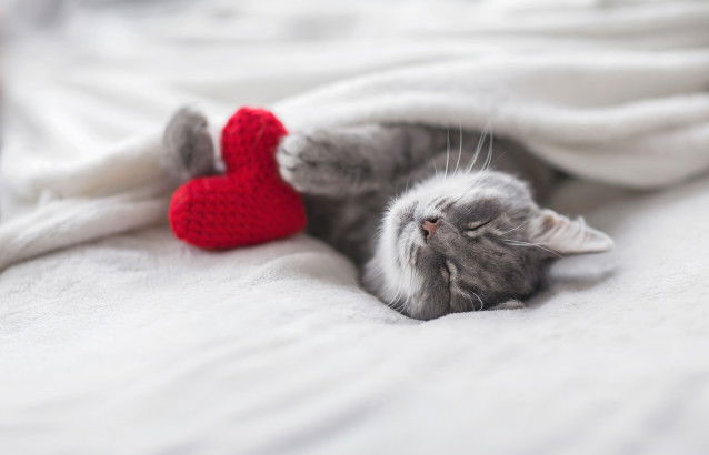 Un chat gris dort dans le lit en tenant un coeur en laine
