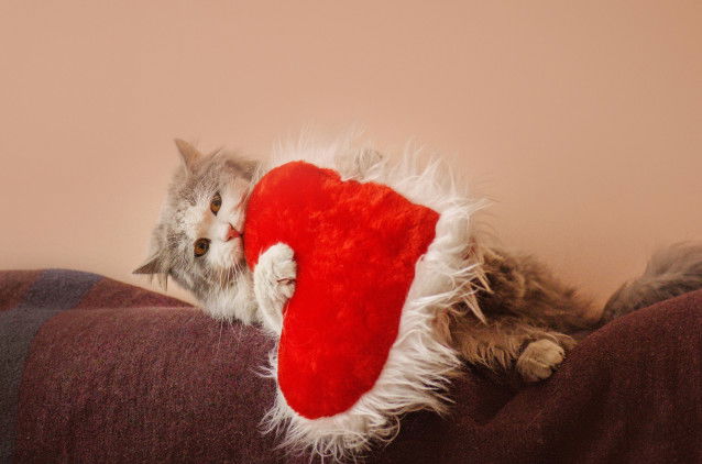 Un chat gris et blanc joue avec un gros coussin
