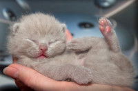 Une femme tient un chaton nouveau-né dans sa main