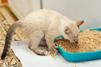 Un chaton entre dans sa litière