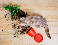 Petit chaton venant de renverser un pot de fleurs