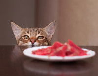 Un chat prêt à bondir sur de la nourriture destinée à son maître