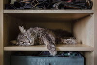 Un chat tigré couché dans la garde-robe de son maître