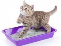 Un petit chaton apprenant à faire ses besoins dans la litière