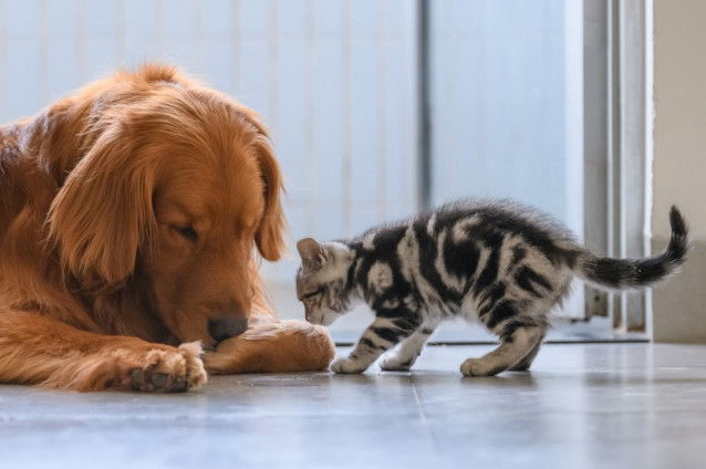 Un chiot et un chaton jouent ensemble