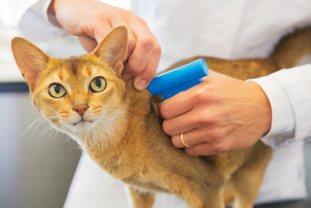 Un vétérinaire pose une puce électronique sur un Abyssin