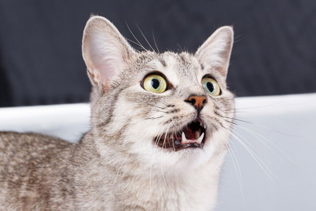 Vue proche d'un chat gris en train de miauler