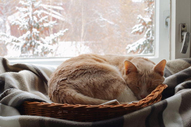 Un chat dort dans son panier près de la fenêtre