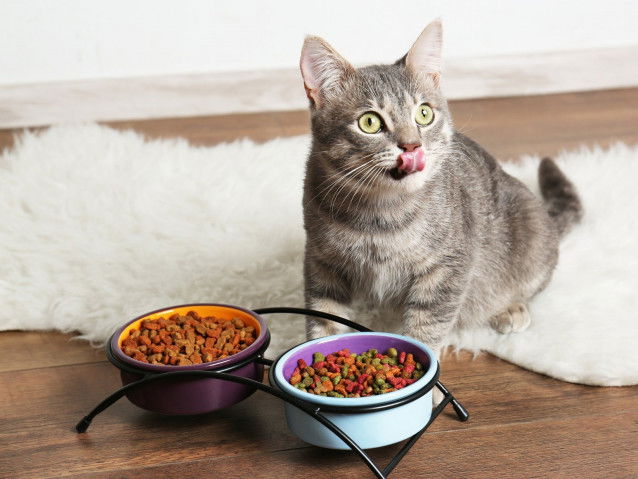 Un chat se lèche les babines devant ses gamelles de croquettes