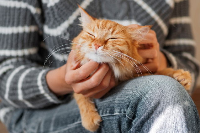 Un gros chat roux sur les genoux de son maître