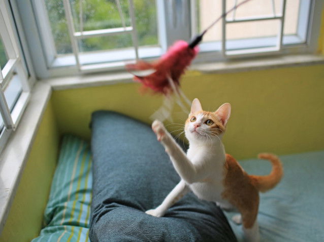 Un chat roux et blanc tente d'attraper un plumeau