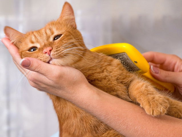 Une femme brosse son chat roux
