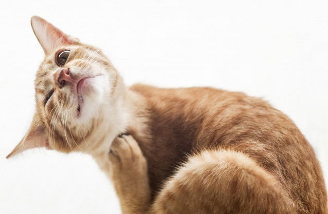 Un chat se gratte à cause des puces