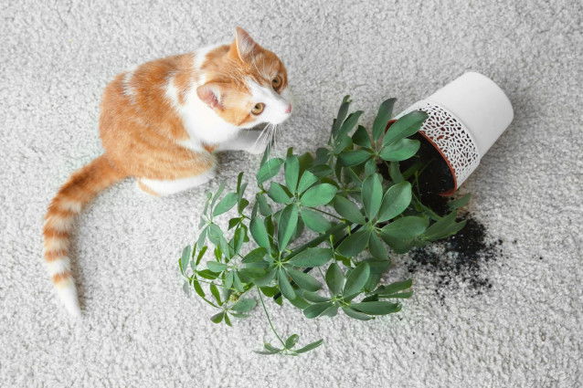 Un chat a fait tomber une plante verte en pot sur le sol