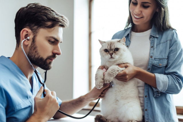 Un vétérinaire ausculte un gros chat