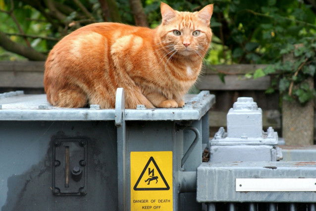 Un chat roux installé sur un générateur électrique