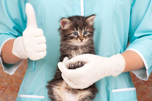 Un vétérinaire tient un chaton dans ses bras