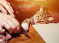 Un chat gris tente de voler de la viande pendant que sa maîtresse cuisine