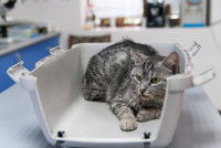 Un chat gris apeuré grogne lors de sa visite chez le vétérinaire