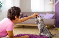 Un chat tigré mangeant sa récompense