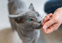 chat gris reçois une récompense de son maitre