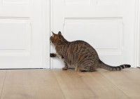 Un chat Européen tabby en train d'ouvrir une porte avec sa patte