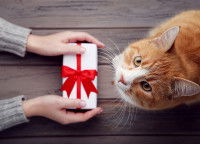 Un maître offre un cadeau à un beau chat roux