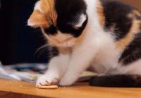 Un chaton tricolore joue avec une friandise pour chat