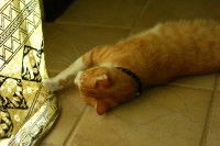 Chat couché qui accroche le rideau