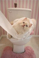 Chat sur le couvercle d'un wc enroulé dans du papier toilette