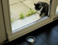 Chat derrière la porte qui regarde son plat
