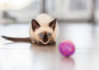 Un chaton aux beaux yeux bleus s'apprête à griffer la balle