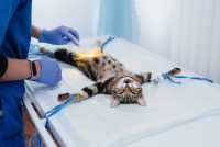 Un chat prêt pour la stérilisation