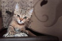 Un chaton tigré de 6 ou 7 mois