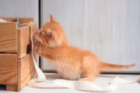 Chaton roux jouant dans un meuble