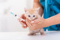 Un chaton en train de se faire vacciner