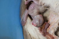 Un chaton qui vient de naitre