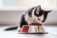 Un chaton noir et blanc mange des croquettes dans sa gamelle