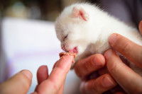 Un petit chaton blanc commence à manger de la pâtée
