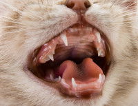 Vue proche des dents d'un chaton