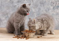 Deux chatons British Shorthair mangent des croquettes dans une gamelle