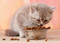 Un petit chaton mange des croquettes dans sa gamelle
