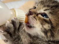 Un chaton boit du lait dans un biberon