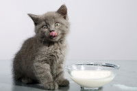 Un chaton gris boit du lait dans une gamelle en verre
