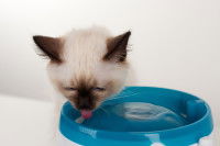 Un chaton Birman boit de l'eau dans une gamelle