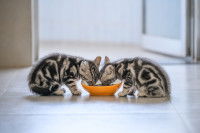 Deux chatons mackerel tabby mangent dans une gamelle